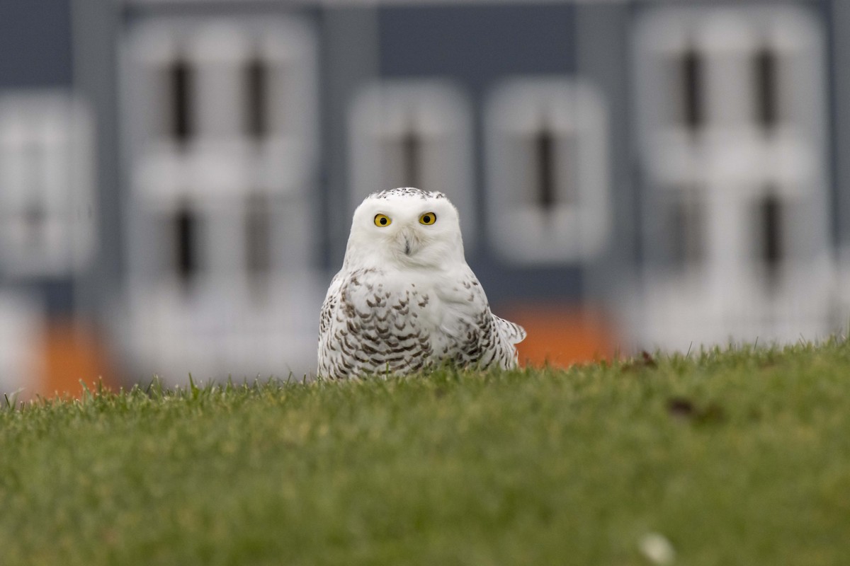 Snowy Owl - ML397594681