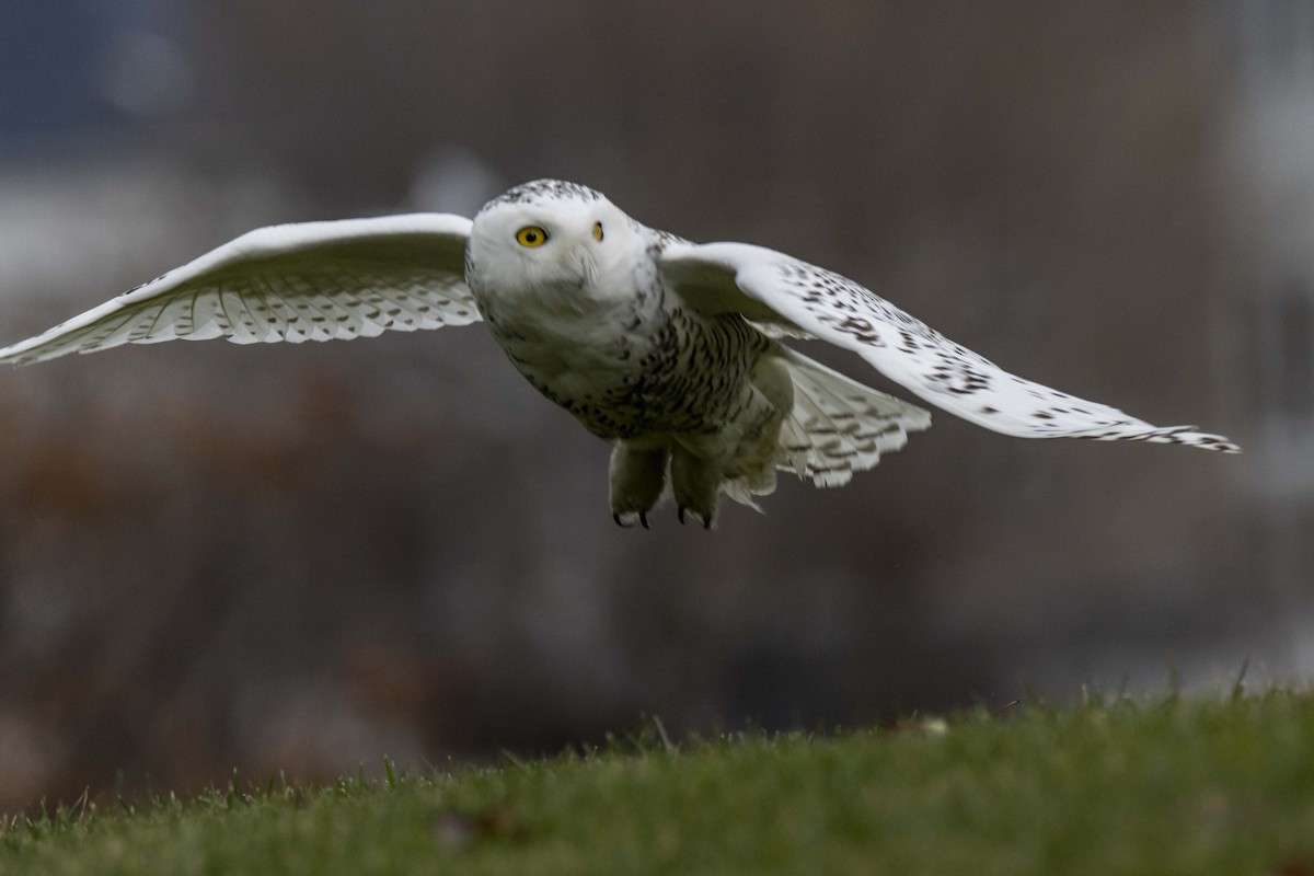 Snowy Owl - ML397594691