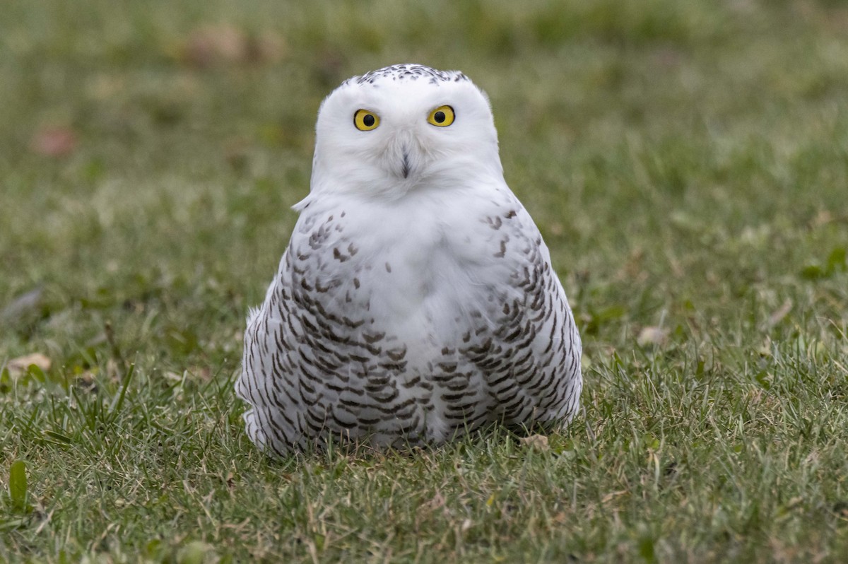 Snowy Owl - ML397594701