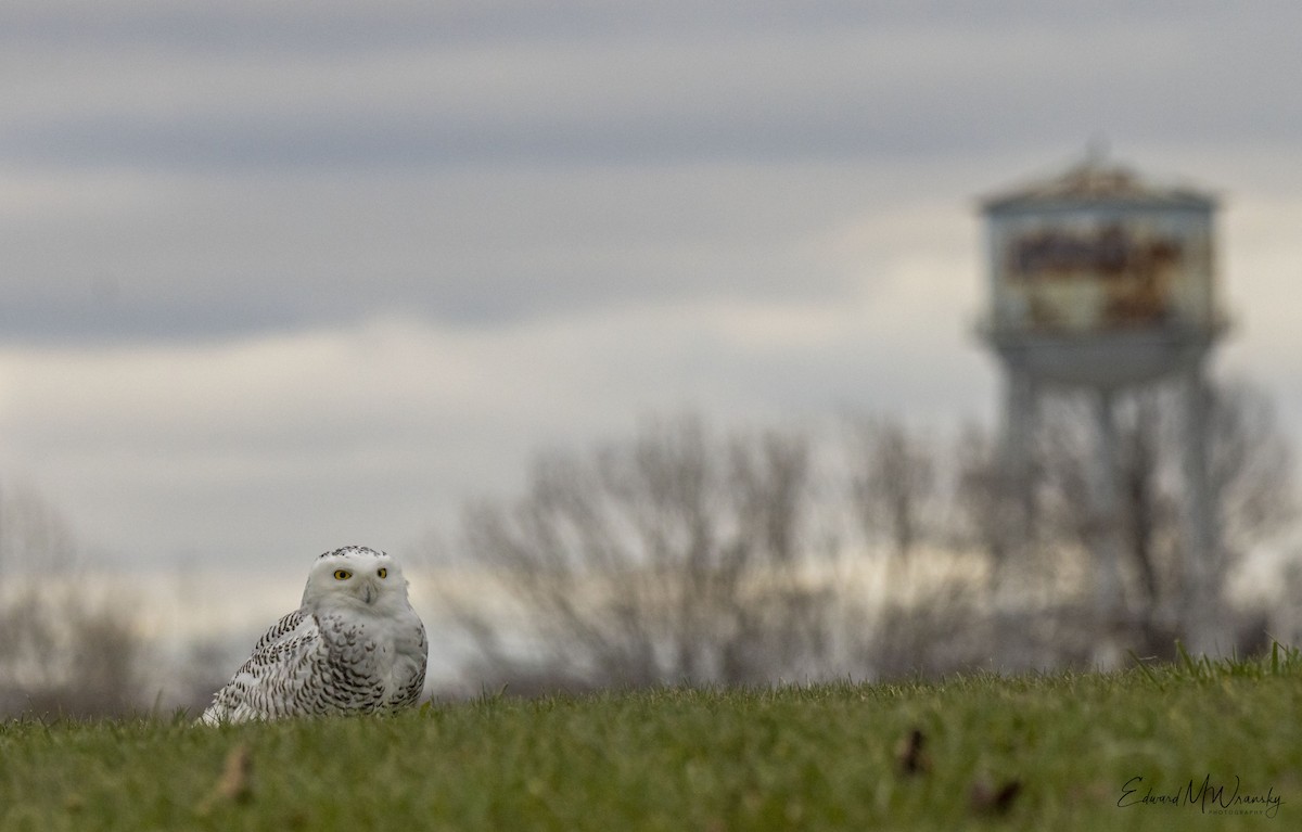 Snowy Owl - ML397594711