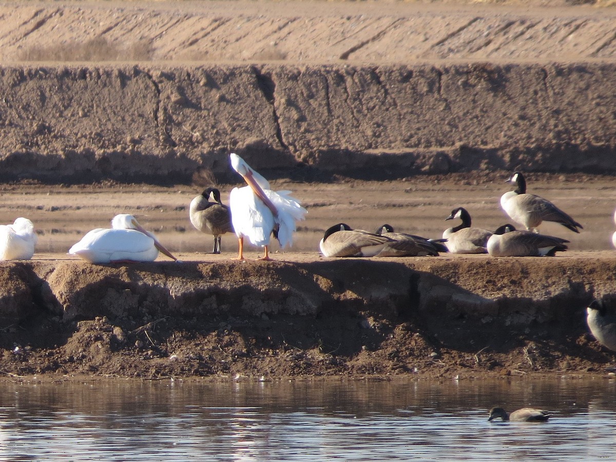 American White Pelican - ML397595671