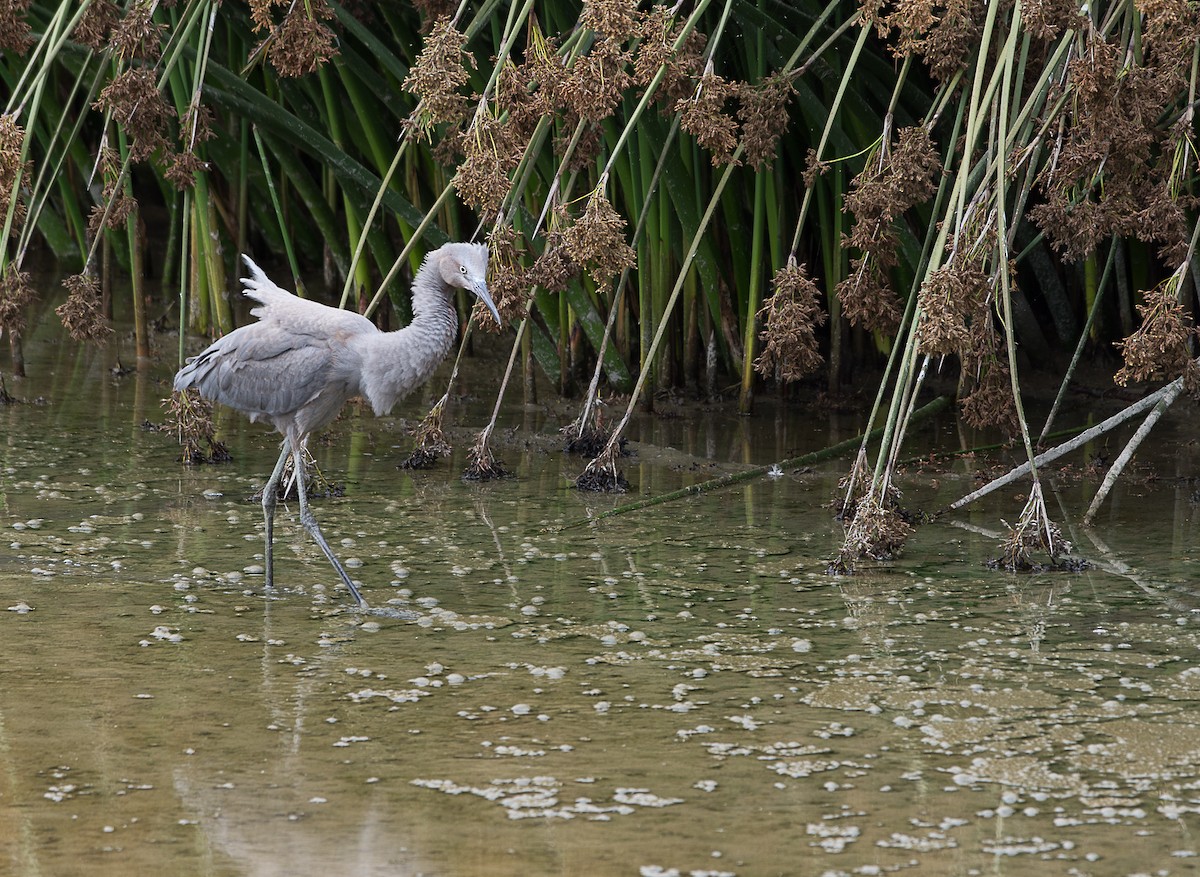 Reddish Egret - ML39759671