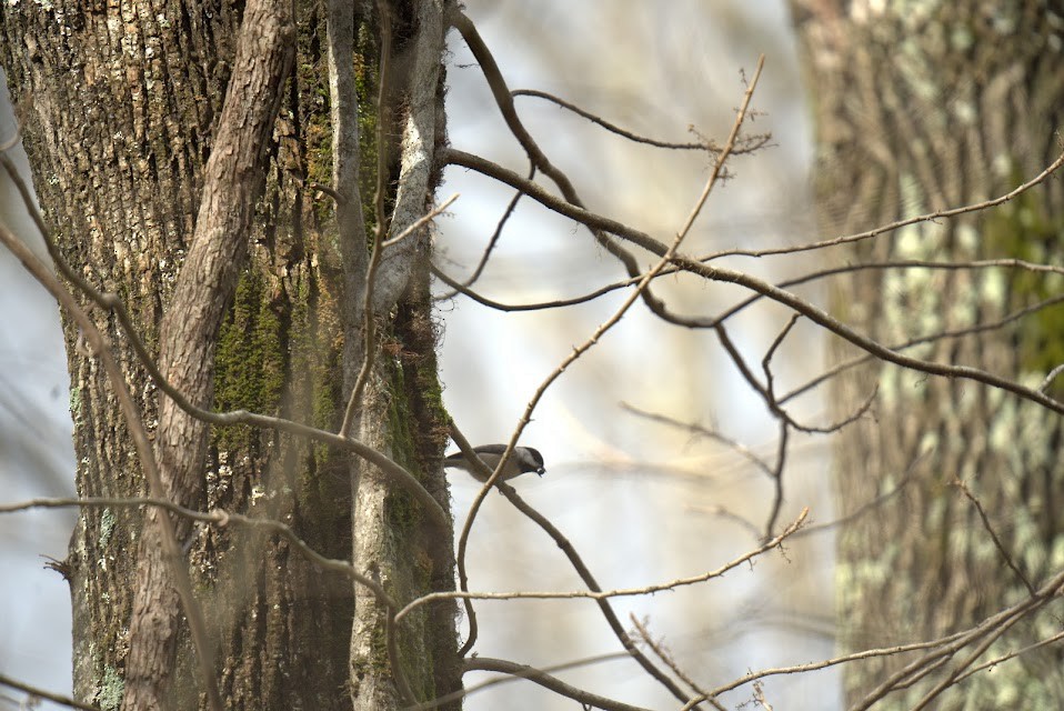 Carolina Chickadee - ML397598391