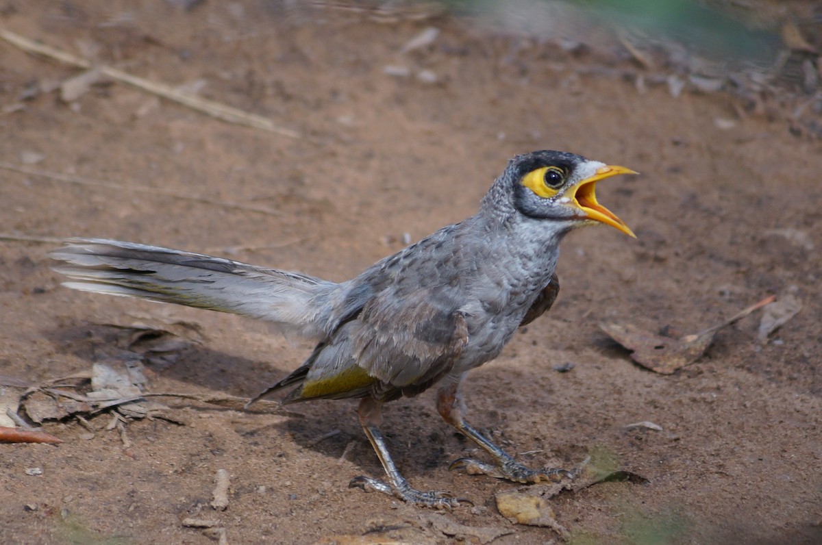 Weißstirn-Schwatzvogel - ML39760081