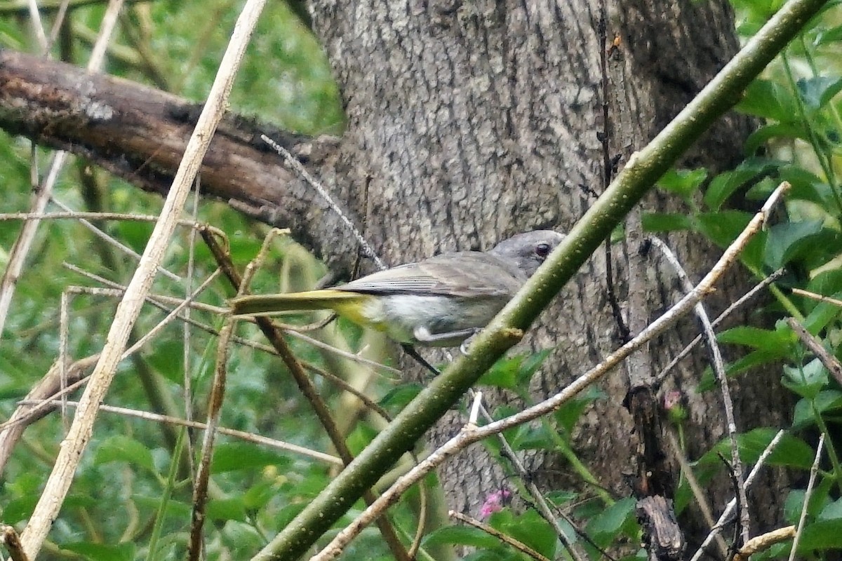 Golden Whistler - ML397601371