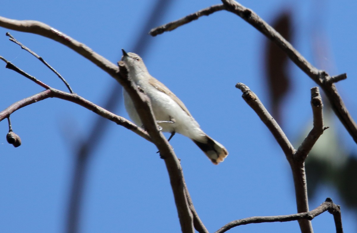 Western Gerygone - ML397602011