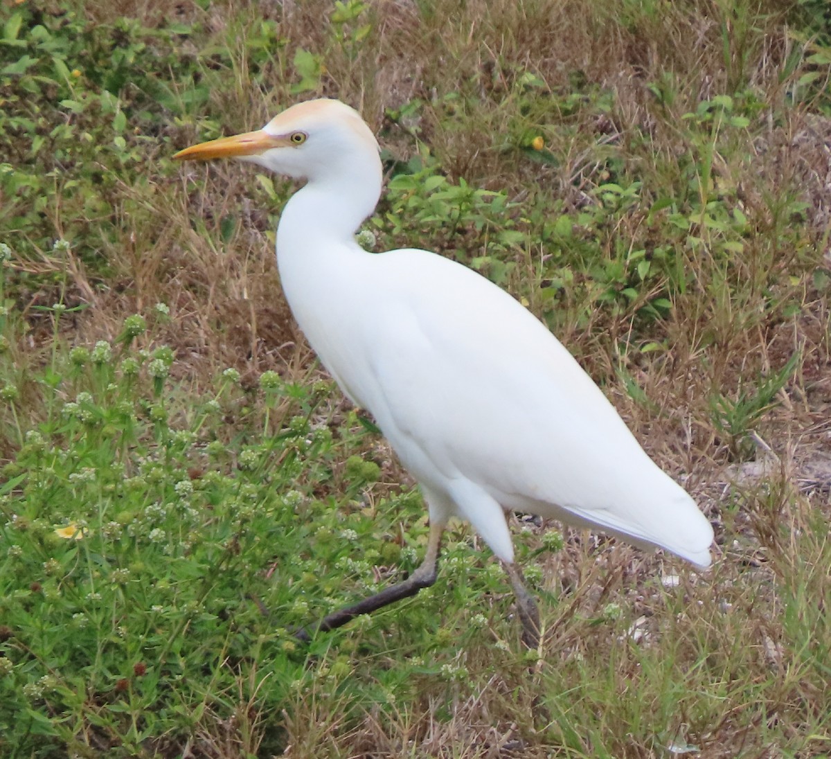 Western Cattle-Egret - ML397602021