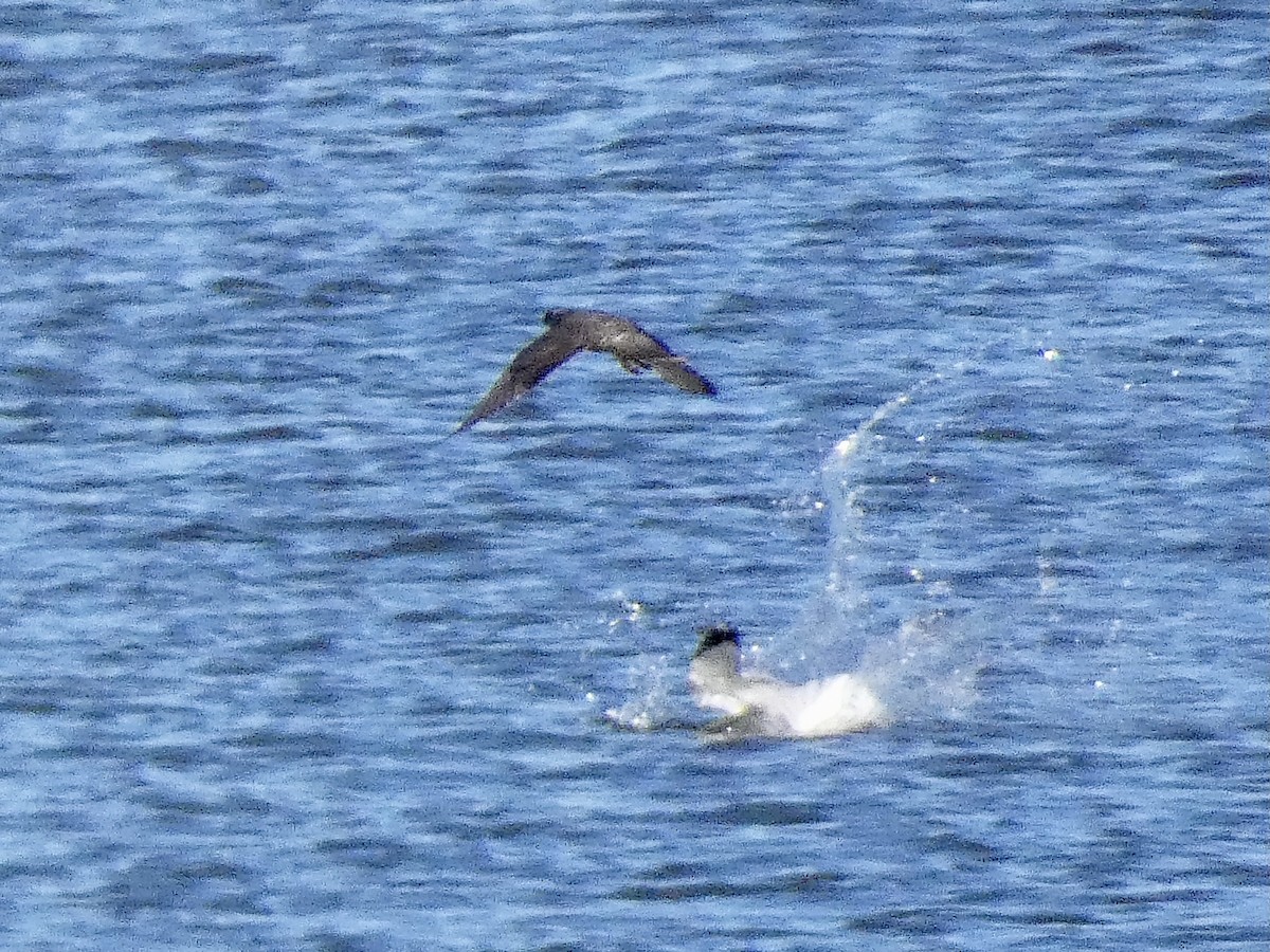 Peregrine Falcon - John Landon