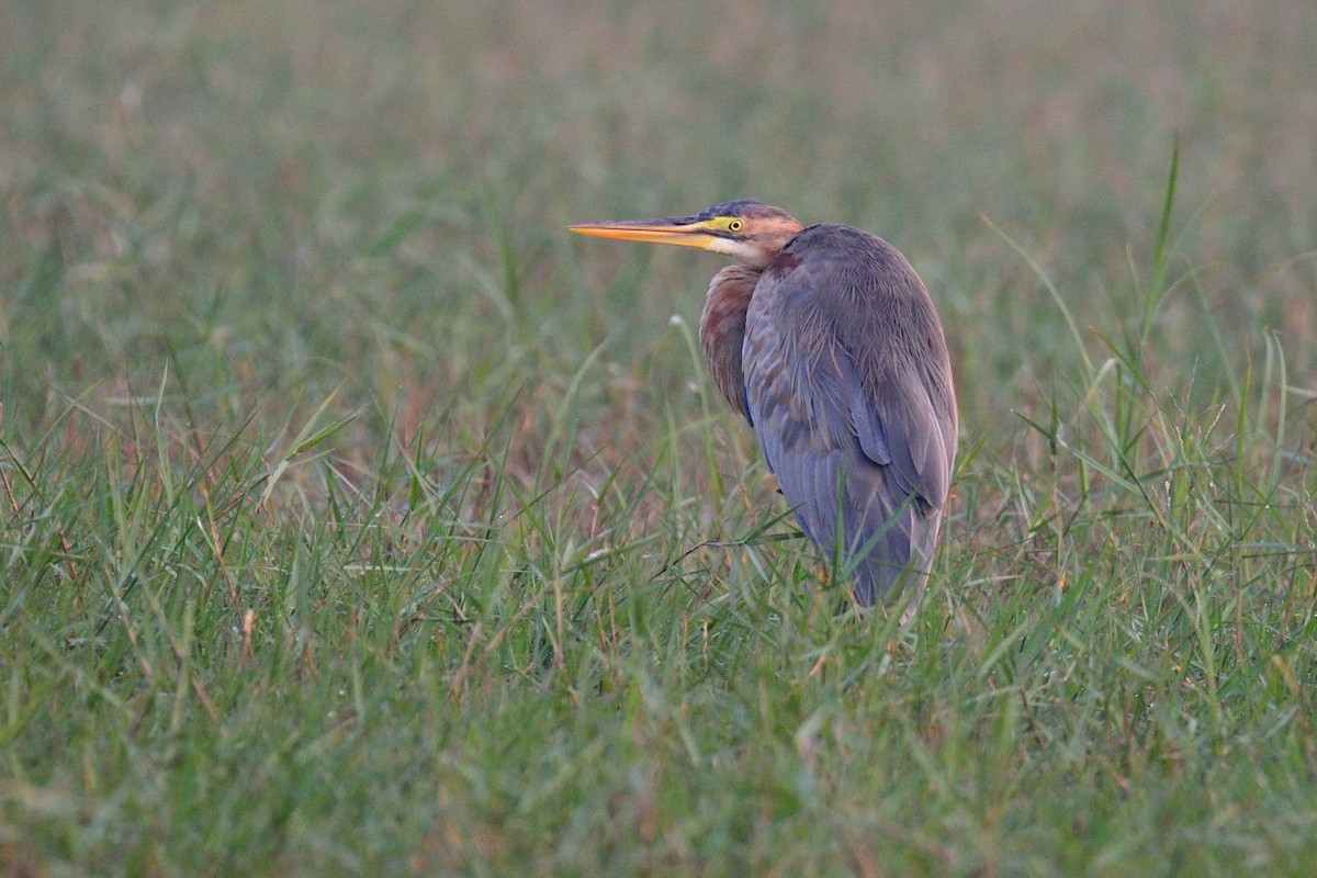 Purple Heron - ML39760381