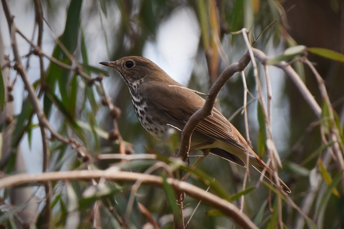 Hermit Thrush - ML397604341