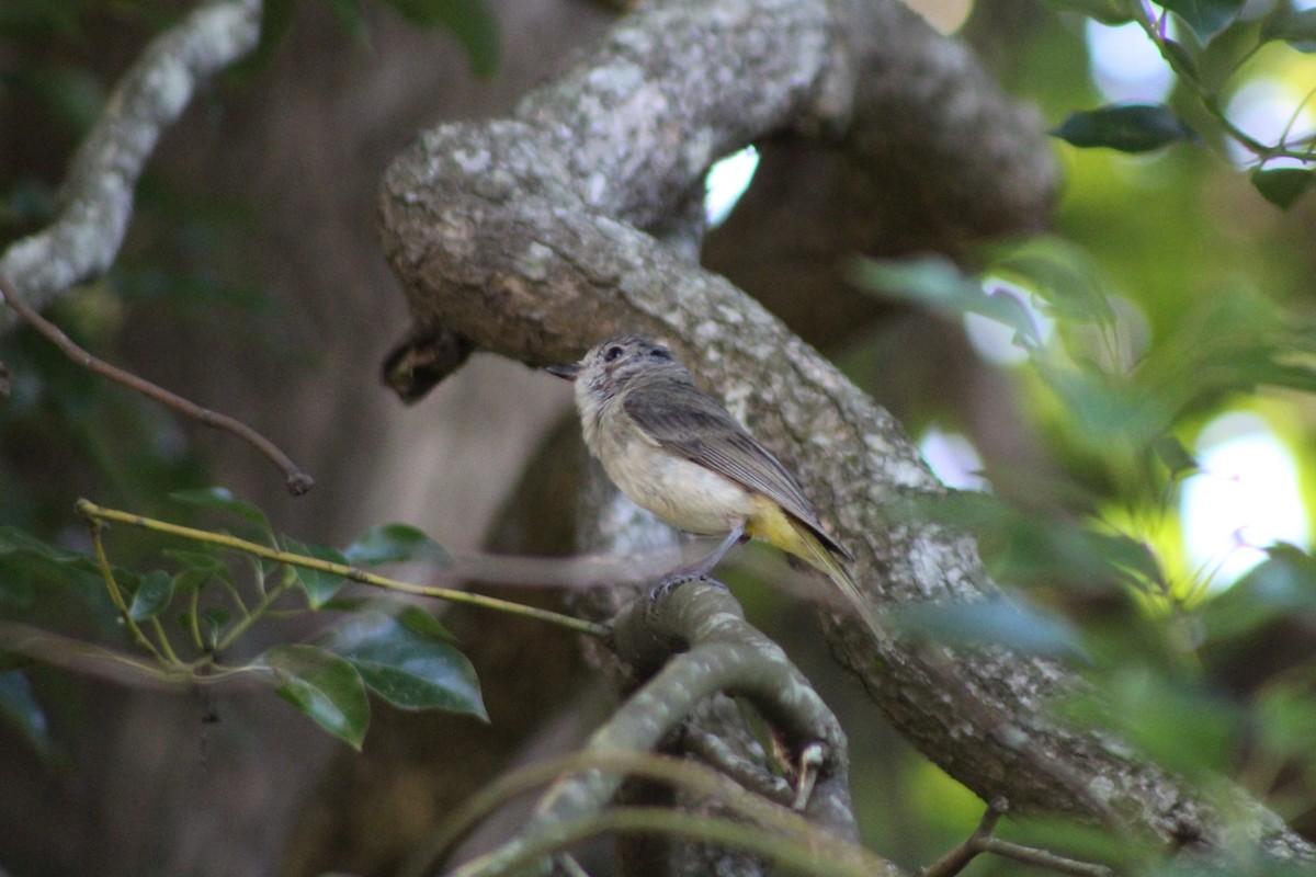 Golden Whistler - ML397605121