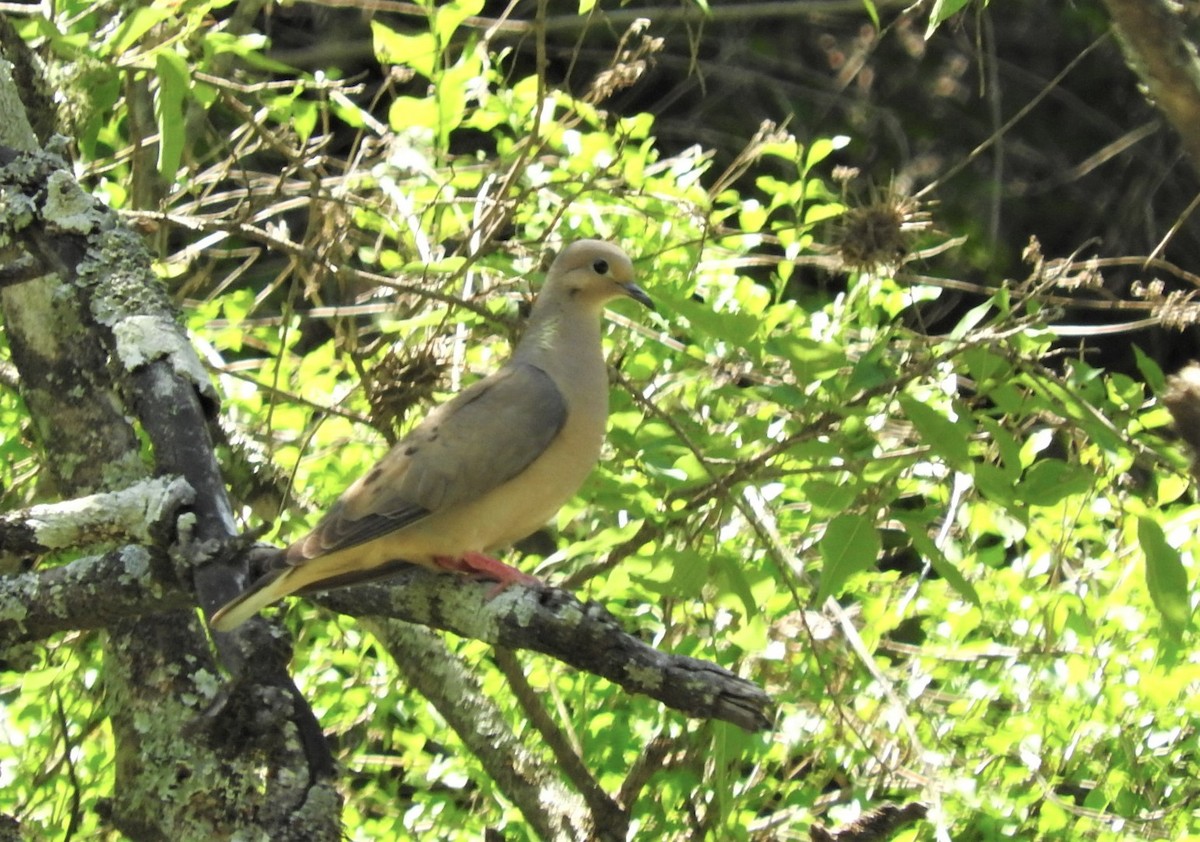 Eared Dove - ML397608041