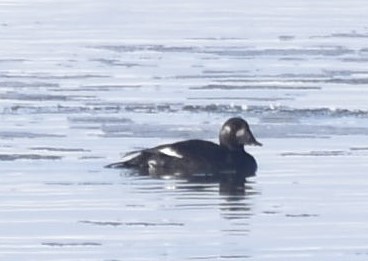 White-winged Scoter - ML397610321