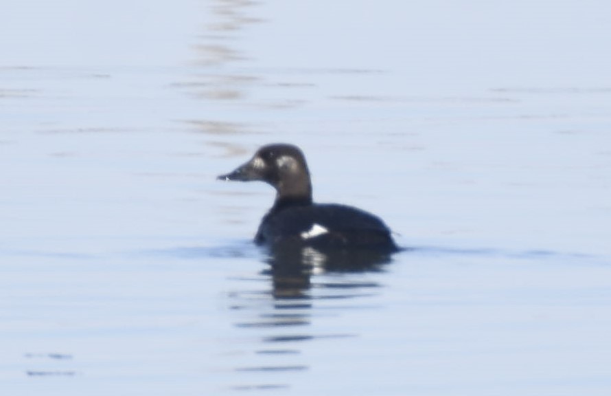 White-winged Scoter - ML397610331