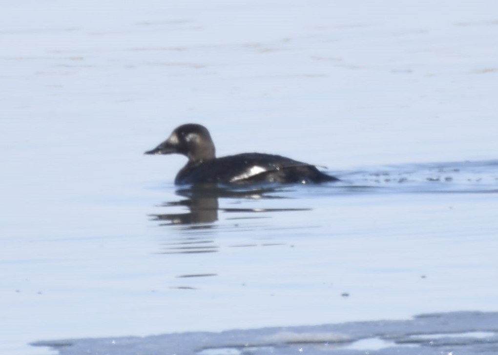 White-winged Scoter - ML397610341