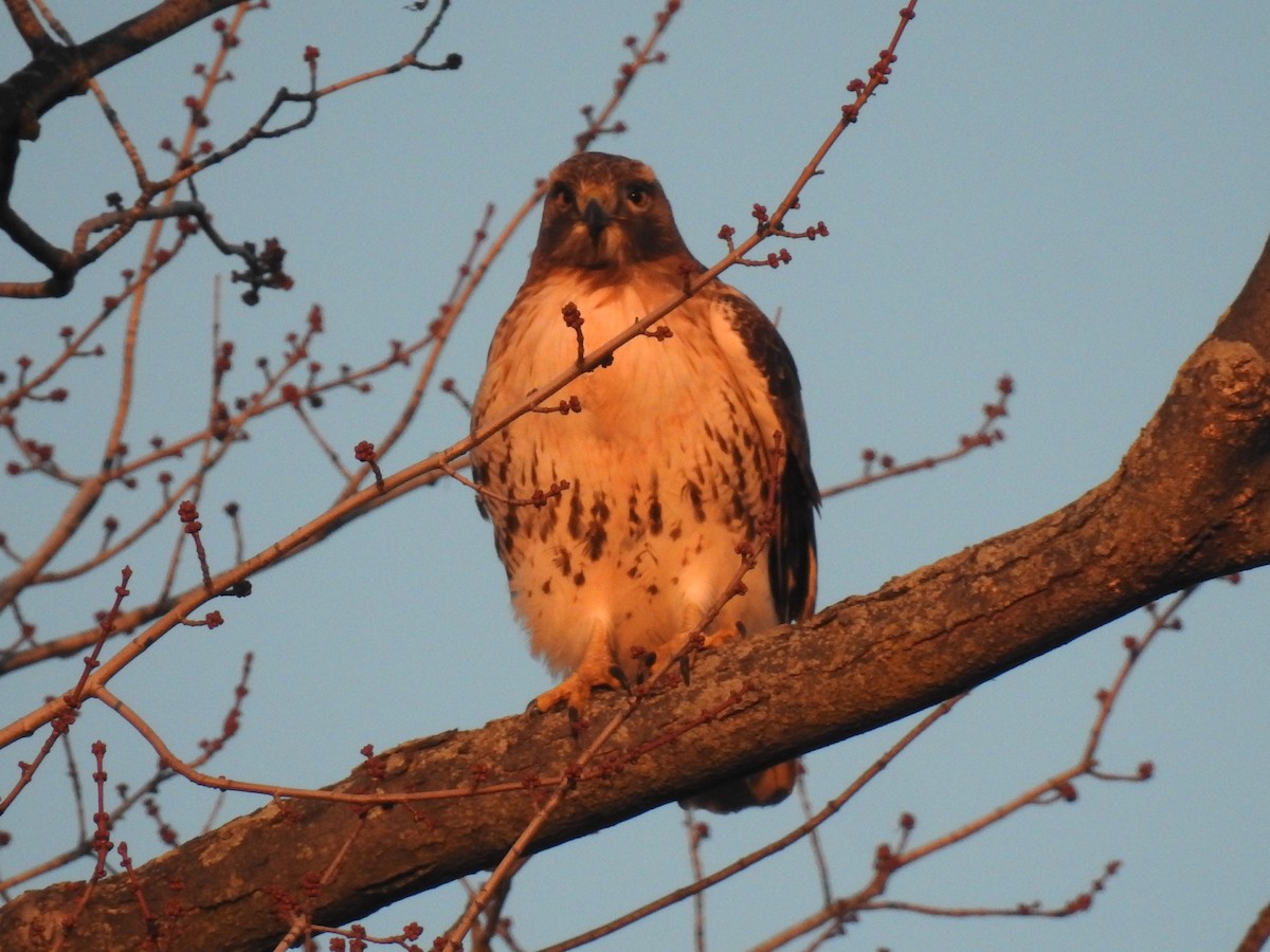 Red-tailed Hawk - ML397610561