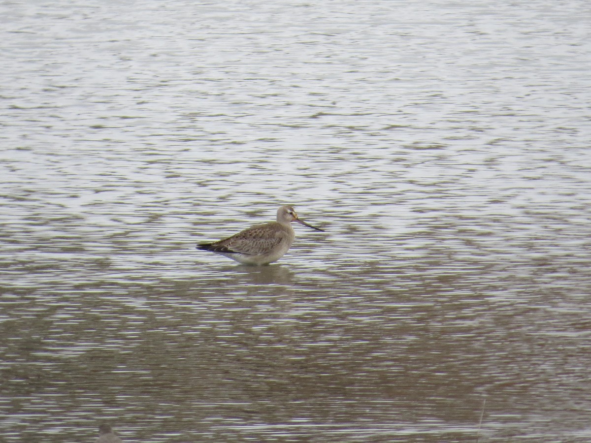 Hudsonian Godwit - ML397611651