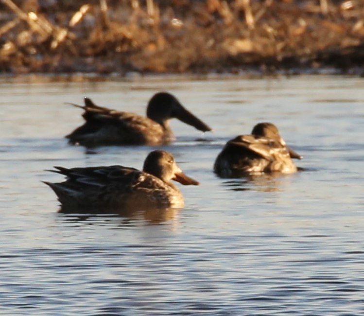 Northern Shoveler - ML397613021