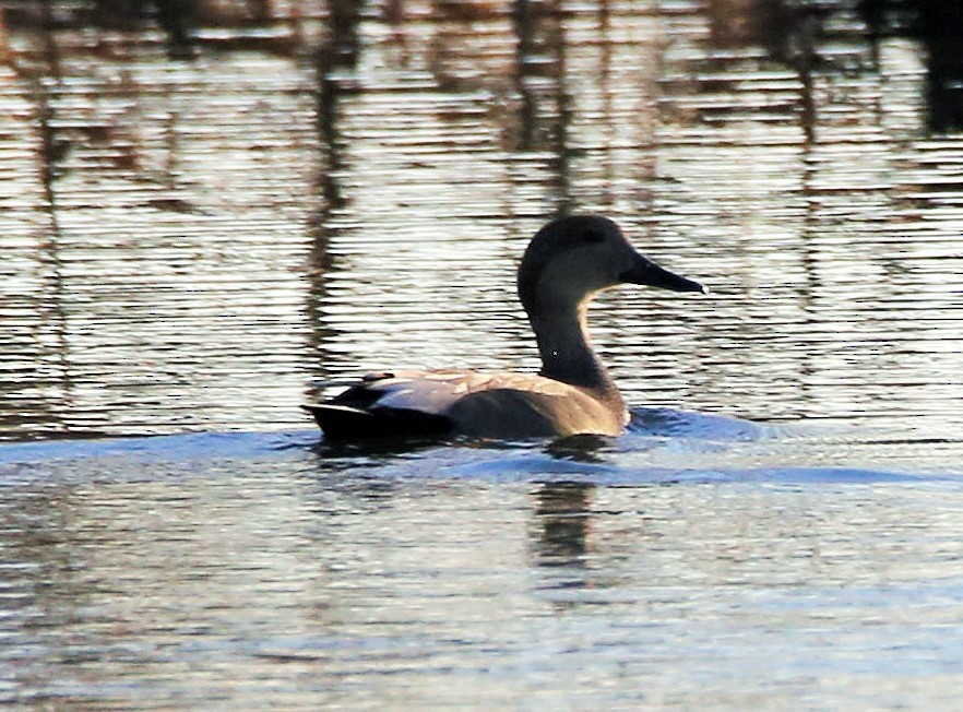 Gadwall - ML397613221