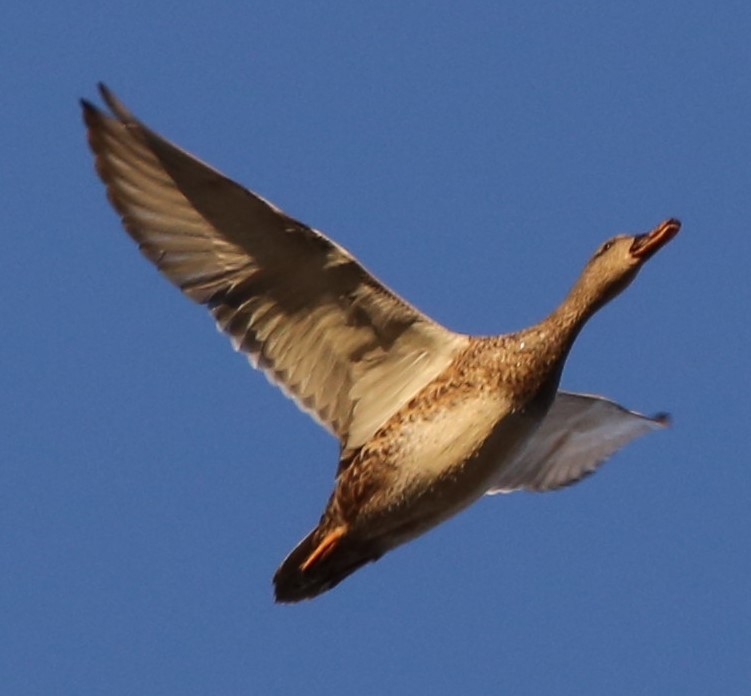 Gadwall - ML397613251