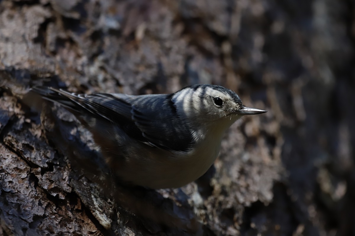 White-breasted Nuthatch - ML397614371