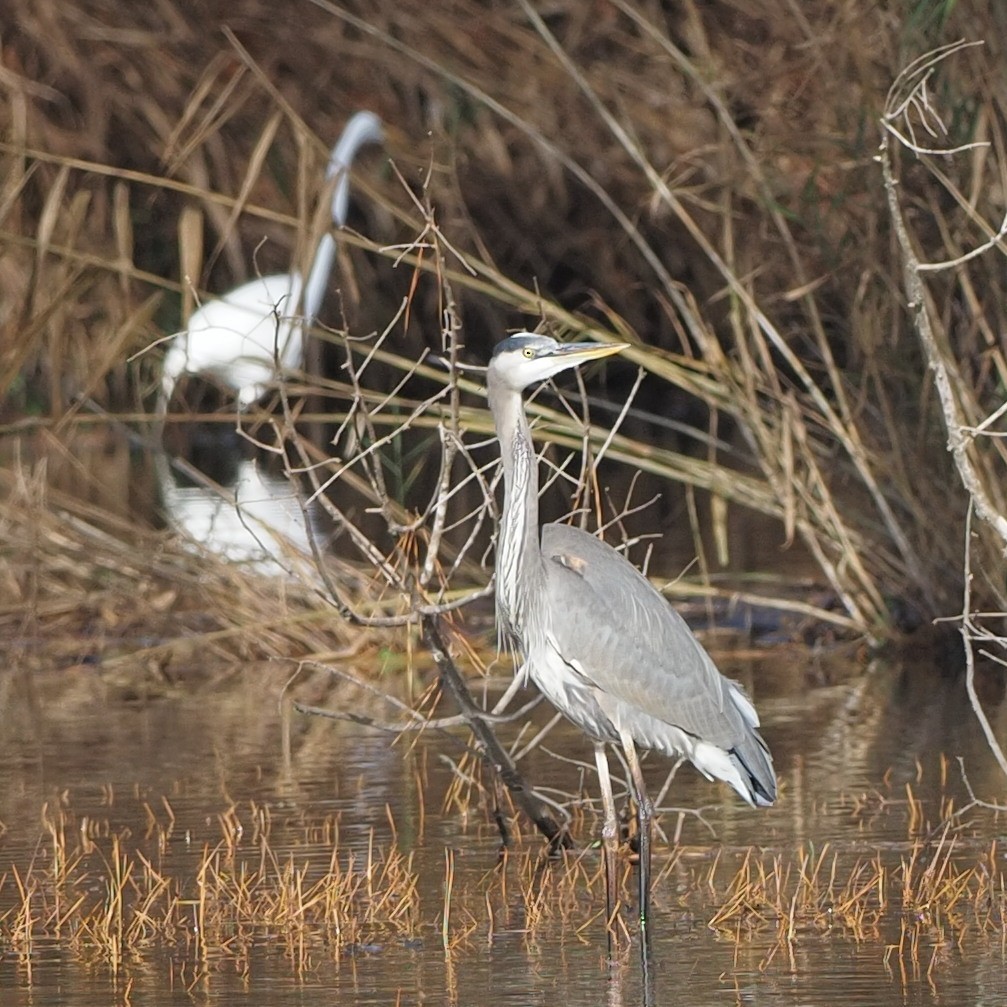 Great Blue Heron - ML397615111