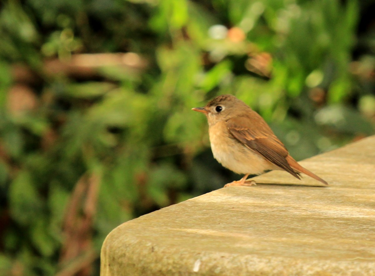 Brown-breasted Flycatcher - ML39761601