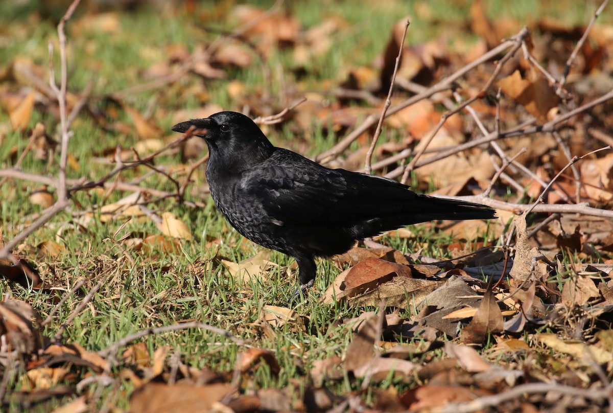 American Crow - ML397616771