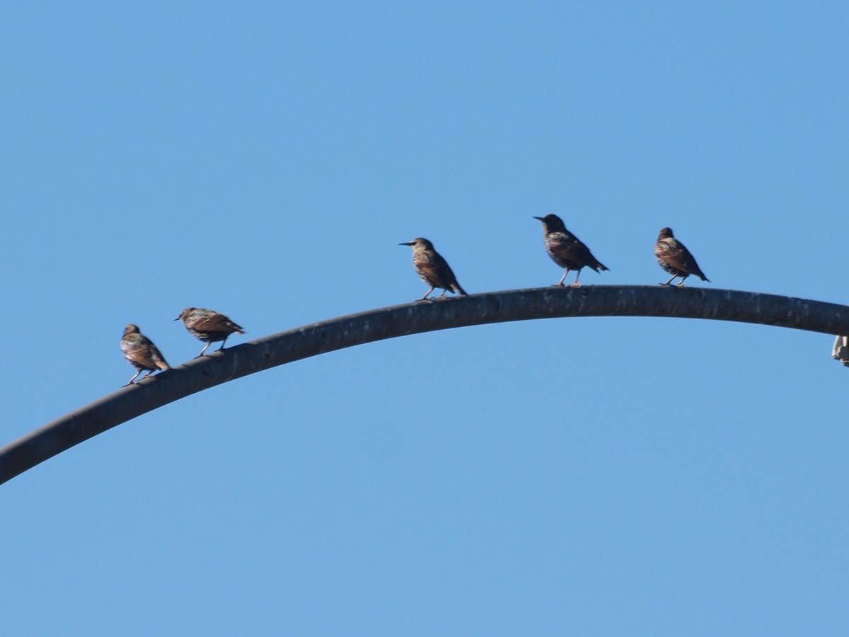 European Starling - ML39761701