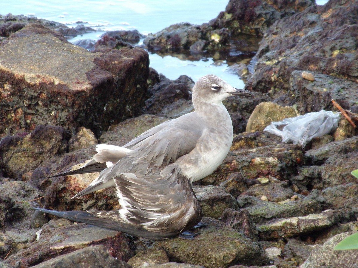 Laughing Gull - ML397617551