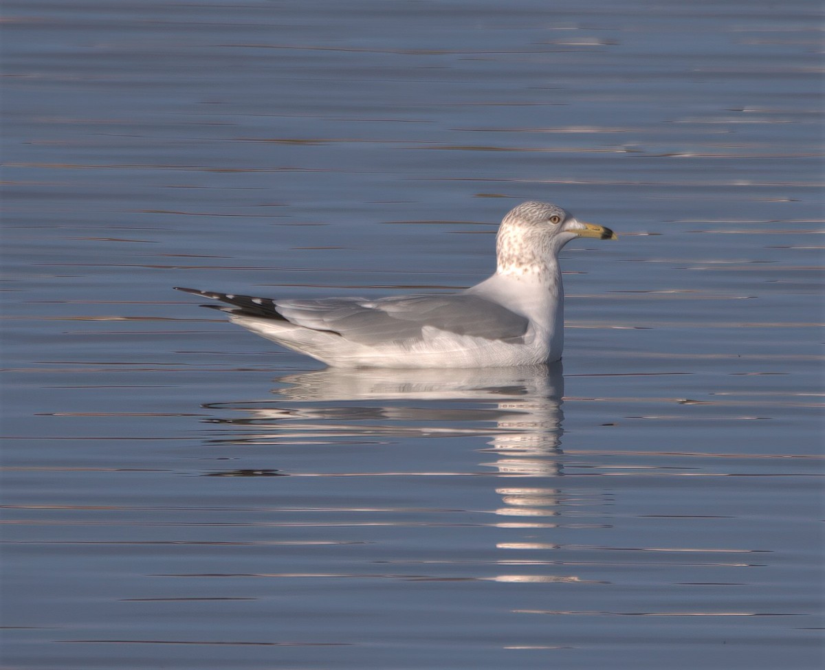 gråmåke - ML397619901