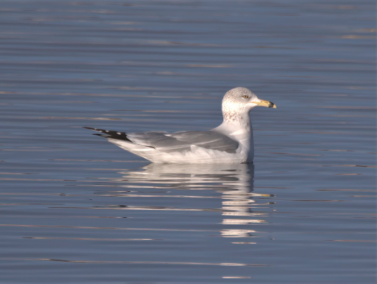 Herring Gull - ML397619921