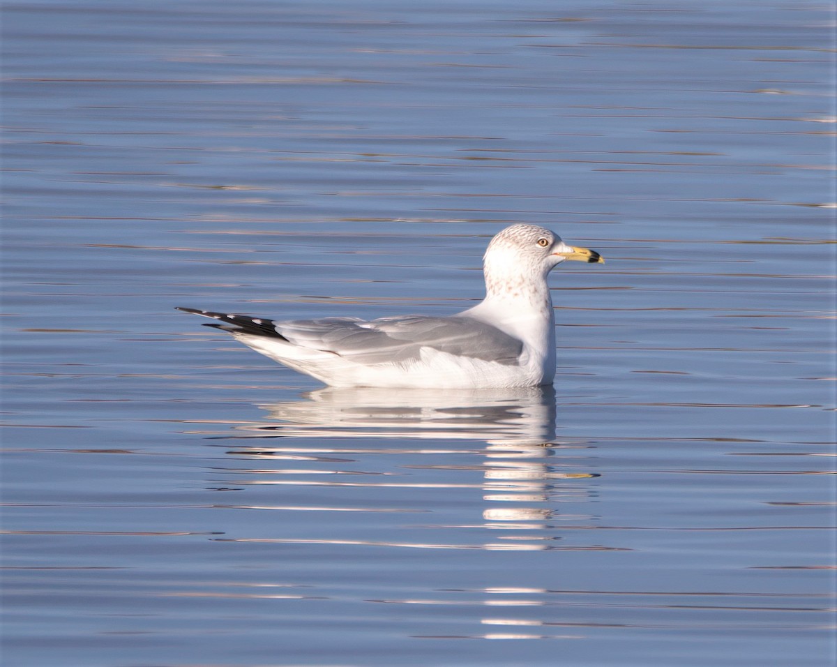 Herring Gull - ML397619951