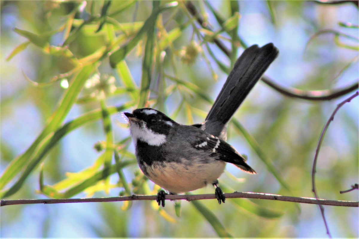 Gray Fantail (alisteri) - Leonie Beaulieu