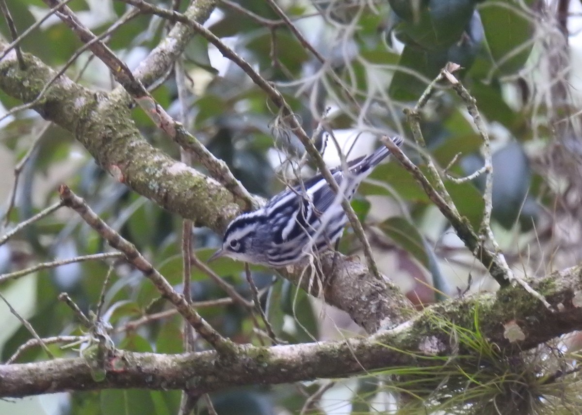 Black-and-white Warbler - ML397622211