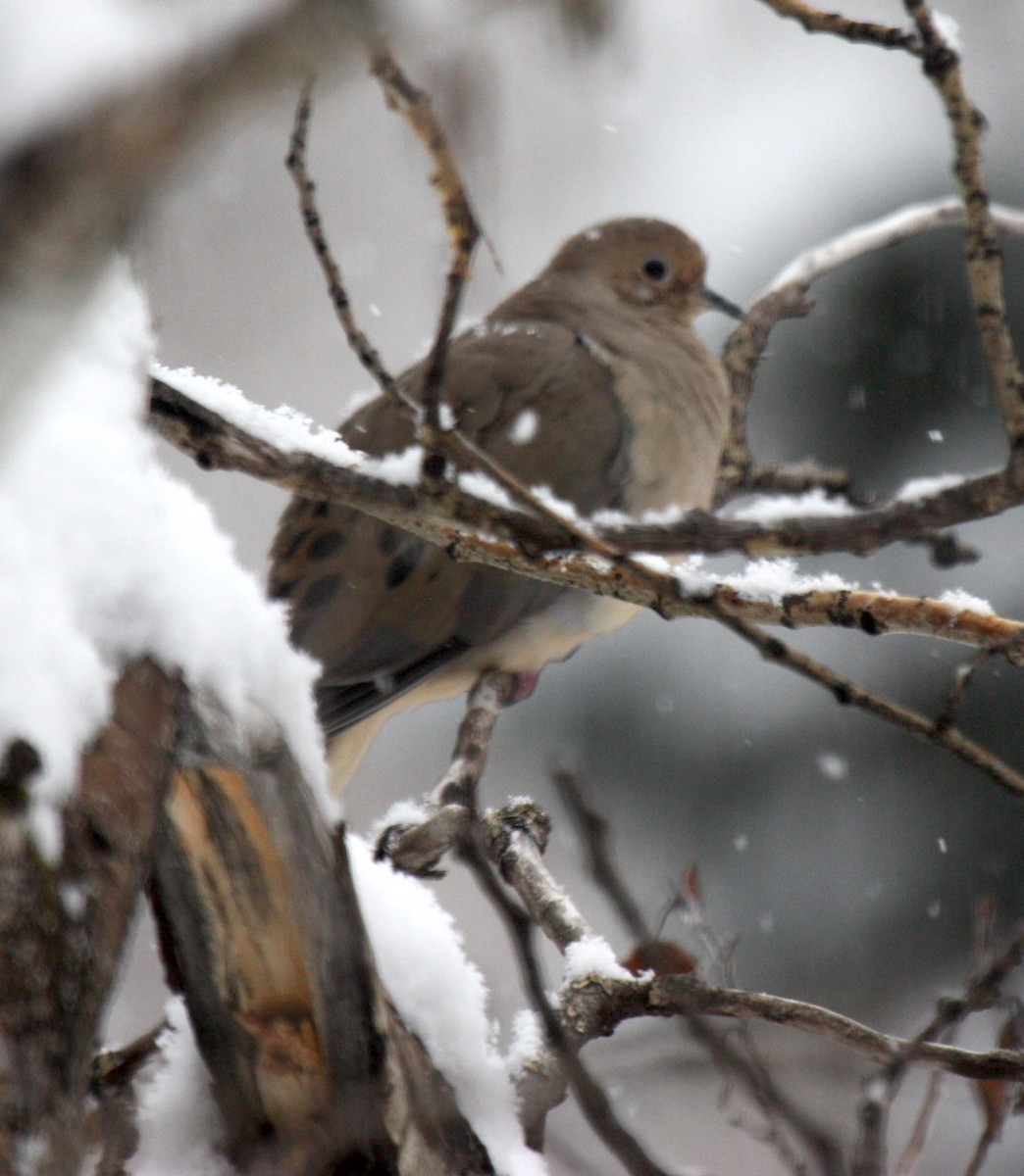 Mourning Dove - ML397625191