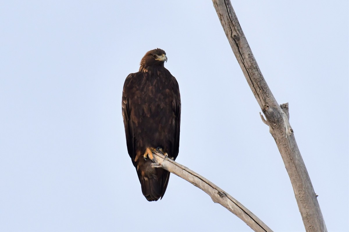 Golden Eagle - ML397625341