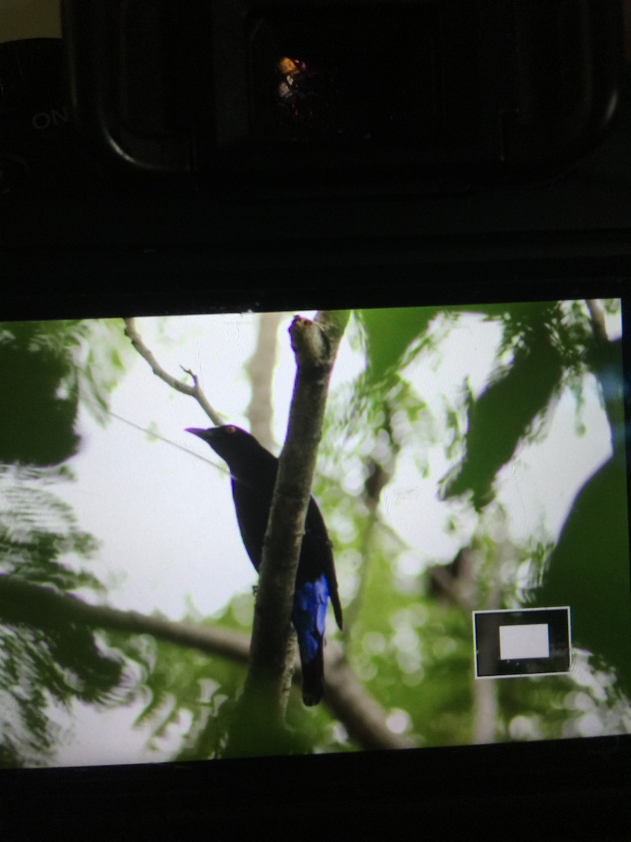 Asian Fairy-bluebird - ML39762561