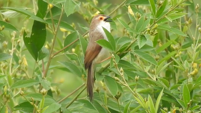 Yellow-eyed Babbler - ML397625651