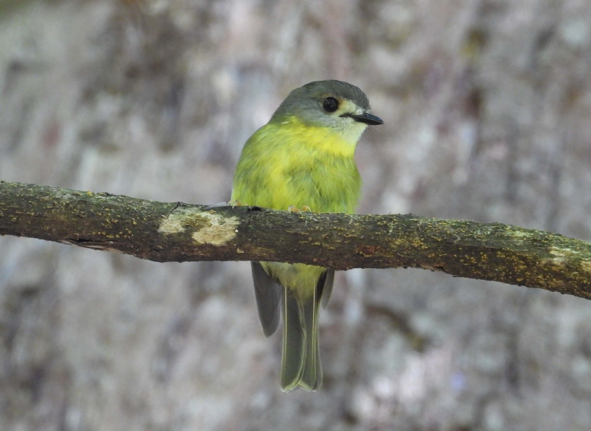 Pale-yellow Robin - ML397628241