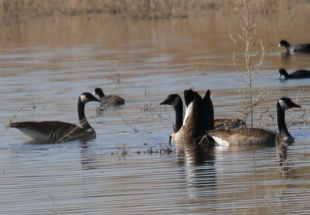 Canada Goose - ML397628391