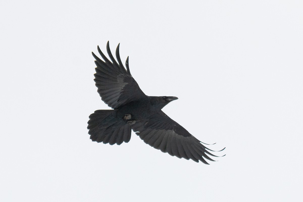Common Raven - Forrest English