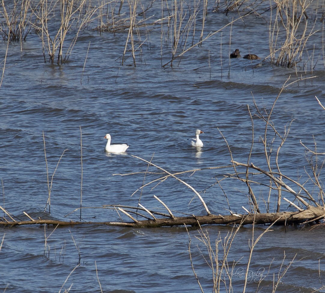 Snow Goose - ML397632401