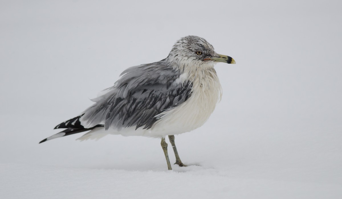 Ring-billed Gull - ML397633011