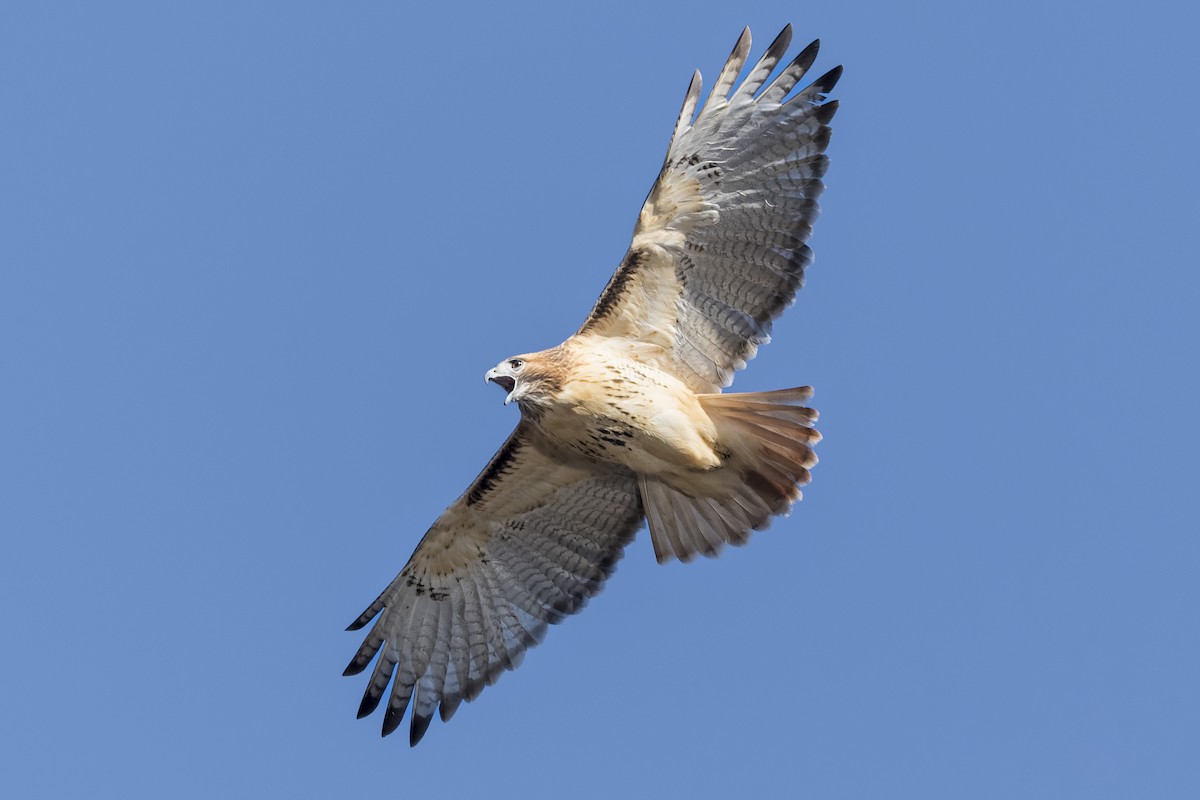 Red-tailed Hawk - ML397633901
