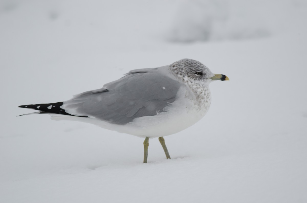 Ring-billed Gull - ML397634461