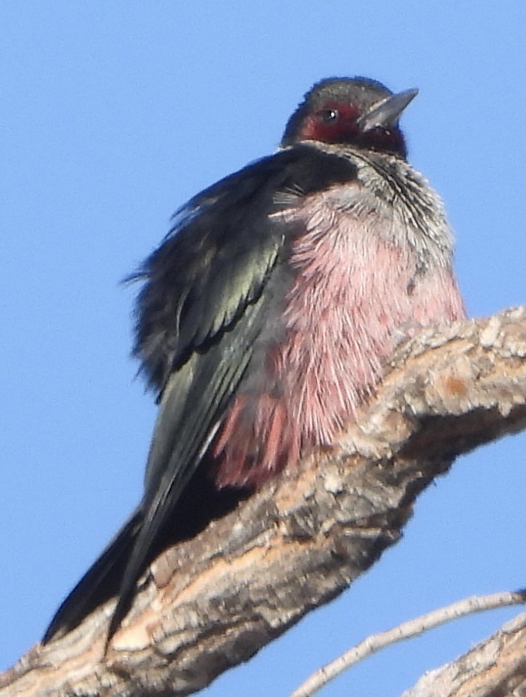 Lewis's Woodpecker - ML397635691