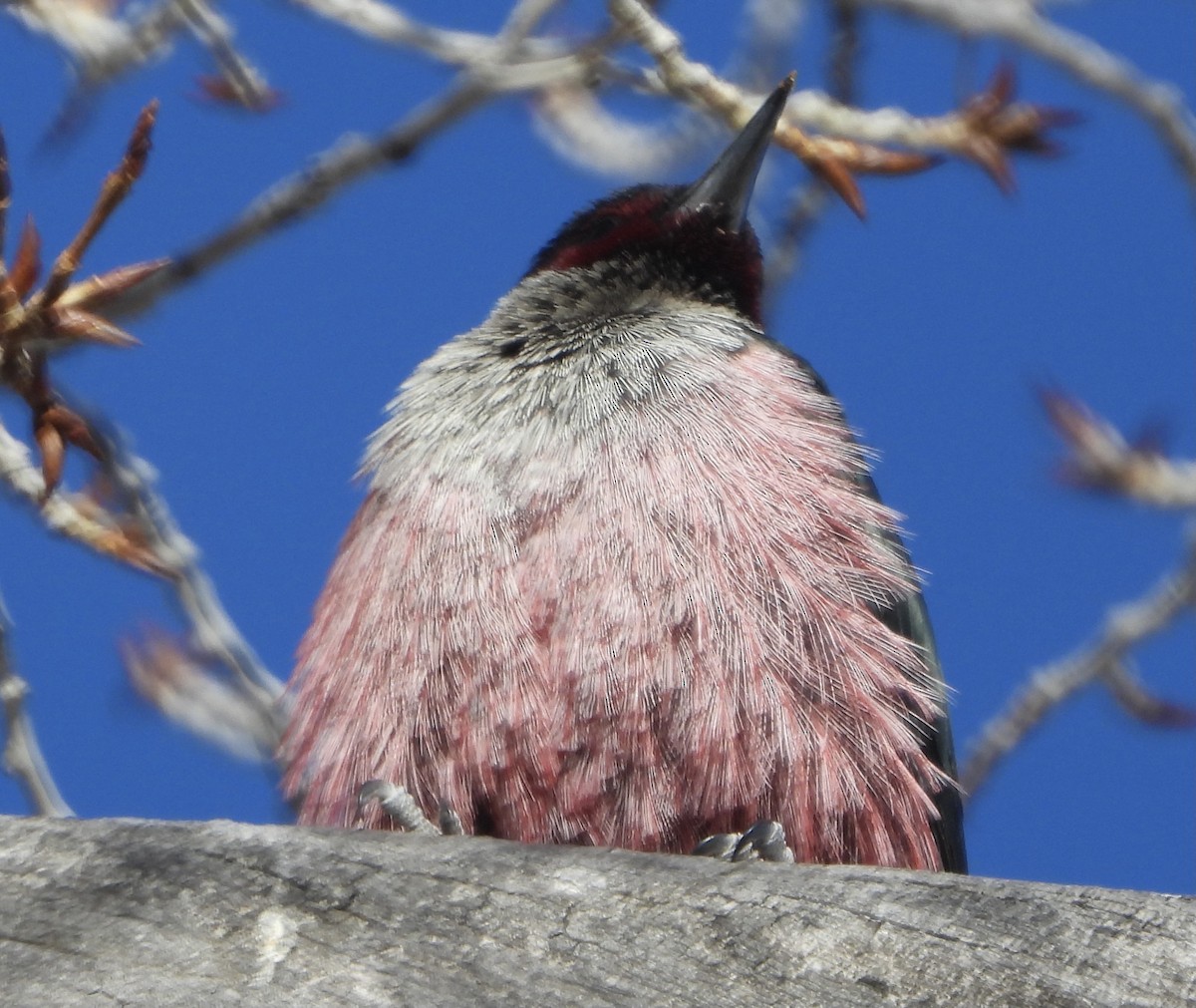 Lewis's Woodpecker - ML397635701