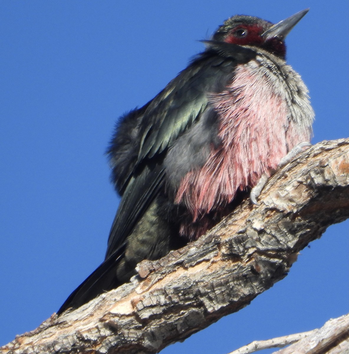 Lewis's Woodpecker - ML397635891