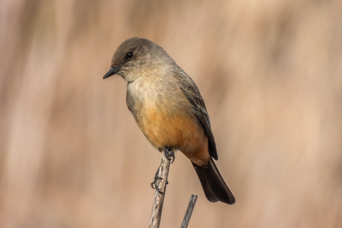 Say's Phoebe - ML397638821